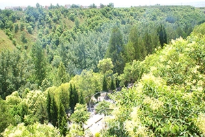 植被景观